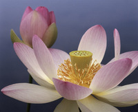 Perfect Pink Lotus