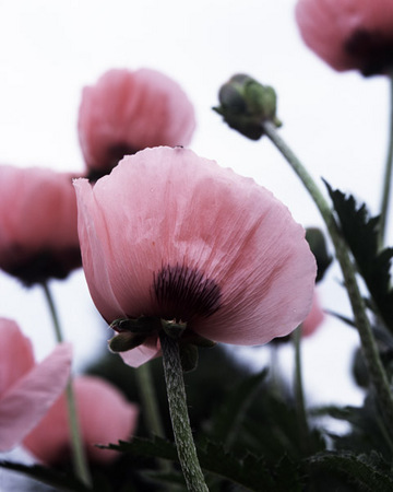 Pink Poppies 6 : Beauty in Context : Diane Smook Photography: Nature, Dance, Documentary