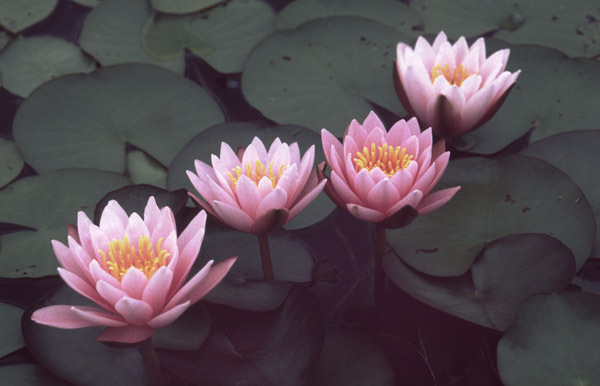 Pink Tropical Lilies 5 : Beauty in Context : Diane Smook Photography: Nature, Dance, Documentary