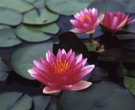 Pink Tropical Lilies 4 : Beauty in Context : Diane Smook Photography: Nature, Dance, Documentary