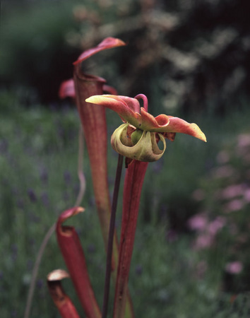 Pitcher Plant in Bloom : Beauty in Context : Diane Smook Photography: Nature, Dance, Documentary