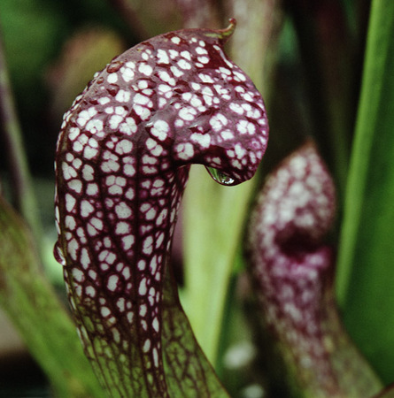 Pitcher Plant : Beauty in Context : Diane Smook Photography: Nature, Dance, Documentary