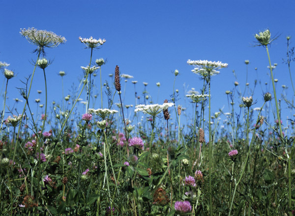 Wildflowers 2 : Beauty in Context : Diane Smook Photography: Nature, Dance, Documentary