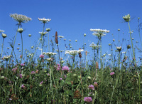 Wildflowers 2