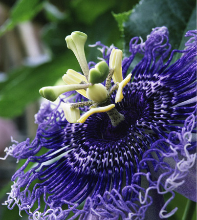 Passion Flower 1 : Beauty in Context : Diane Smook Photography: Nature, Dance, Documentary