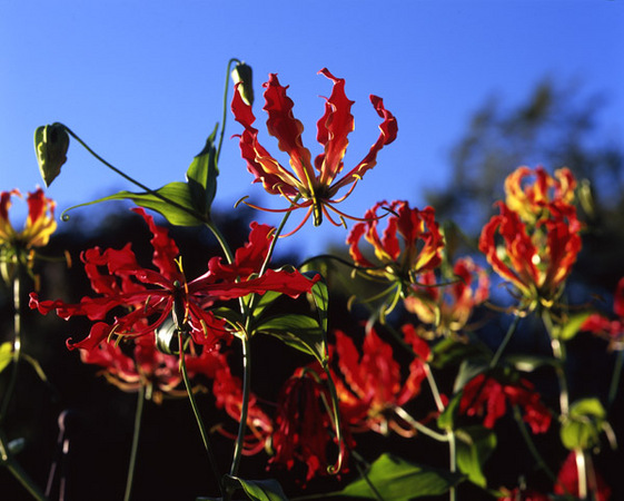 Red Gloriosa Lily : Beauty in Context : Diane Smook Photography: Nature, Dance, Documentary