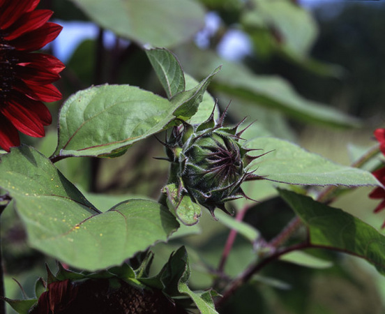 Red Sunflower : Beauty in Context : Diane Smook Photography: Nature, Dance, Documentary