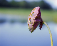 Pink Lotus Pod