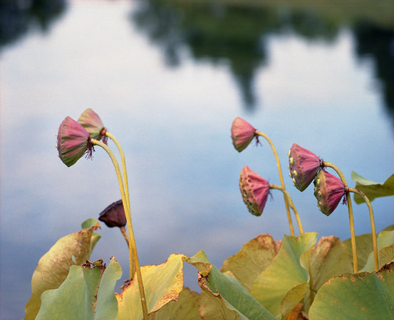 Lotus After Flowering 1 : Beauty in Context : Diane Smook Photography: Nature, Dance, Documentary