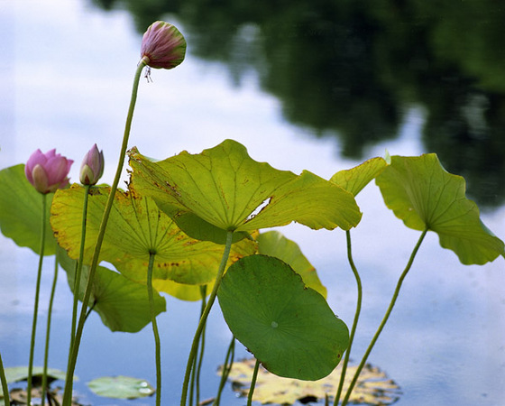 Lotus After Flowering 2 : Beauty in Context : Diane Smook Photography: Nature, Dance, Documentary