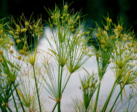 Papyrus : Beauty in Context : Diane Smook Photography: Nature, Dance, Documentary