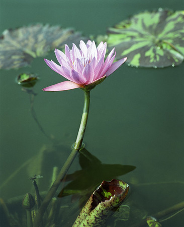 Queen of Siam 3 : Beauty in Context : Diane Smook Photography: Nature, Dance, Documentary