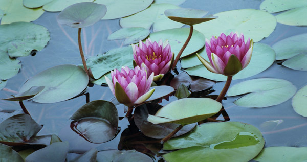 Pink Tropical Lilies 2 : Beauty in Context : Diane Smook Photography: Nature, Dance, Documentary