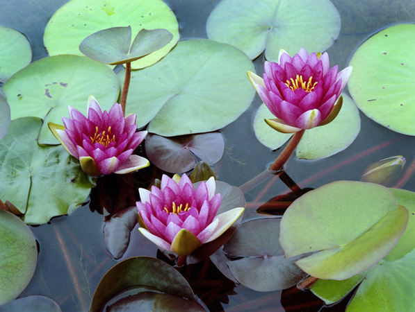 Pink Tropical Lilies 2 : Beauty in Context : Diane Smook Photography: Nature, Dance, Documentary