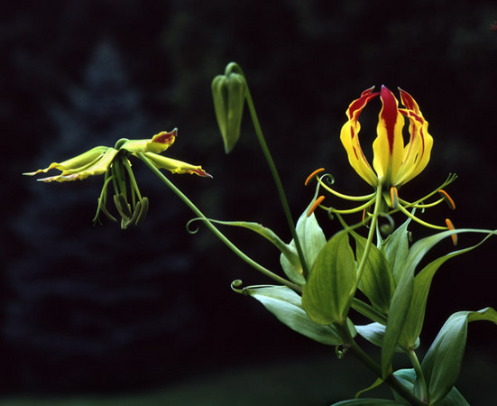 Gold Gloriosa Lily 1 : Beauty in Context : Diane Smook Photography: Nature, Dance, Documentary