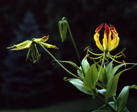 Gold Gloriosa Lily 1