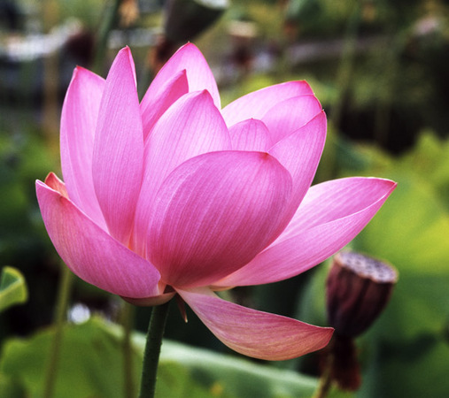 Lotus Opening Day : Beauty in Context : Diane Smook Photography: Nature, Dance, Documentary