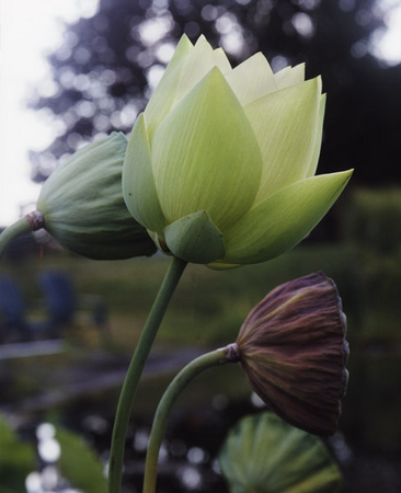 White Lotus Opening : Beauty in Context : Diane Smook Photography: Nature, Dance, Documentary