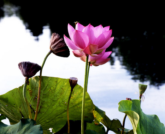 Lotus & Bee : Beauty in Context : Diane Smook Photography: Nature, Dance, Documentary