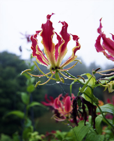 Gloriosa Lily with Web : Beauty in Context : Diane Smook Photography: Nature, Dance, Documentary