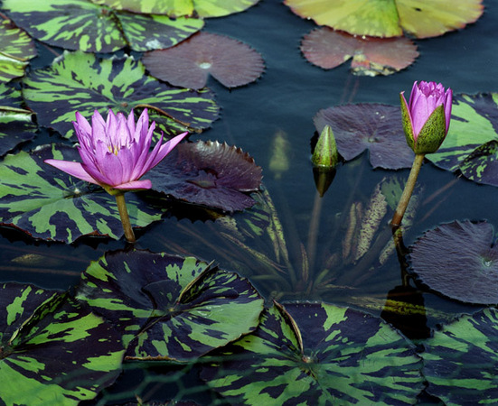 Queen of Siam 1 : Beauty in Context : Diane Smook Photography: Nature, Dance, Documentary