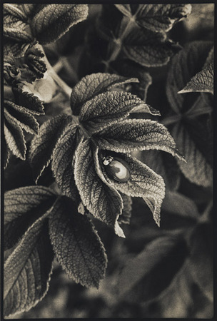 Old Rose Leaf/Ladybug : Portraits from the Garden : Diane Smook Photography: Nature, Dance, Documentary