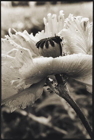 Poppy/Marilyn : Portraits from the Garden : Diane Smook Photography: Nature, Dance, Documentary