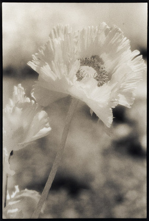 Infrared Poppies : Portraits from the Garden : Diane Smook Photography: Nature, Dance, Documentary