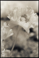 Infrared Poppies