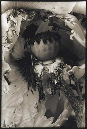 Poppy/Enclosed : Portraits from the Garden : Diane Smook Photography: Nature, Dance, Documentary