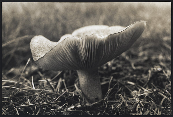 Gilled Mushroom : Portraits from the Garden : Diane Smook Photography: Nature, Dance, Documentary