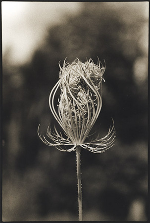Queen Anne's Lace/Dancer 2 : Portraits from the Garden : Diane Smook Photography: Nature, Dance, Documentary
