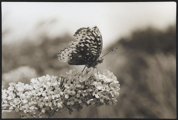 Butterfly on Buddleia : Portraits from the Garden : Diane Smook Photography: Nature, Dance, Documentary