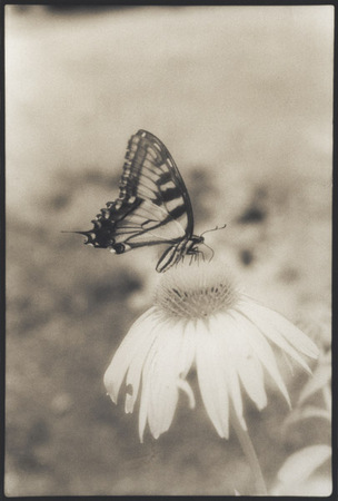 Infrared Swallowtail & Coneflower : Portraits from the Garden : Diane Smook Photography: Nature, Dance, Documentary