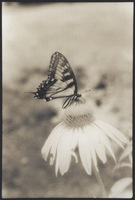 Infrared Swallowtail & Coneflower