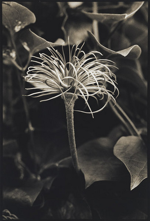 Clematis : Portraits from the Garden : Diane Smook Photography: Nature, Dance, Documentary