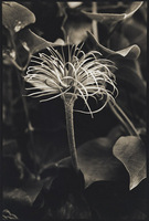 Clematis