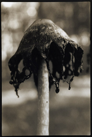 Portrait of an Inky Cap 2 : Portraits from the Garden : Diane Smook Photography: Nature, Dance, Documentary