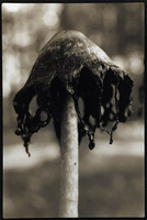 Portrait of an Inky Cap 2