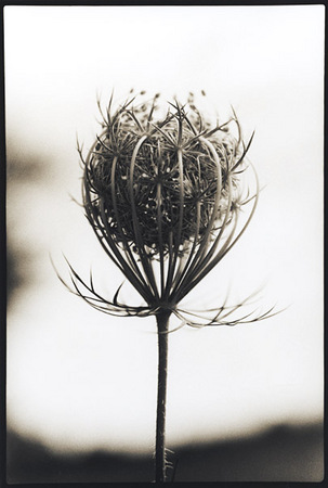 Queen Anne's Lace/Dancer 1 : Portraits from the Garden : Diane Smook Photography: Nature, Dance, Documentary