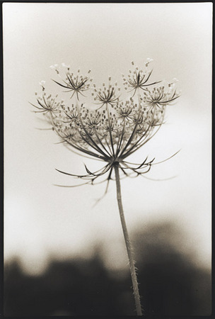 Queen Anne's Lace/Starburst 2 : Portraits from the Garden : Diane Smook Photography: Nature, Dance, Documentary