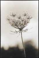 Queen Anne's Lace/Starburst 2