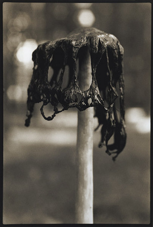 Portrait of an Inky Cap 1 : Portraits from the Garden : Diane Smook Photography: Nature, Dance, Documentary