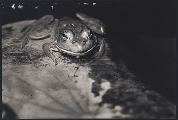 Frog on Lilypad : Portraits from the Garden : Diane Smook Photography: Nature, Dance, Documentary