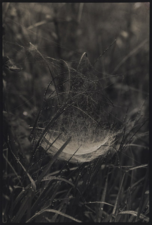 Double Web : Portraits from the Garden : Diane Smook Photography: Nature, Dance, Documentary