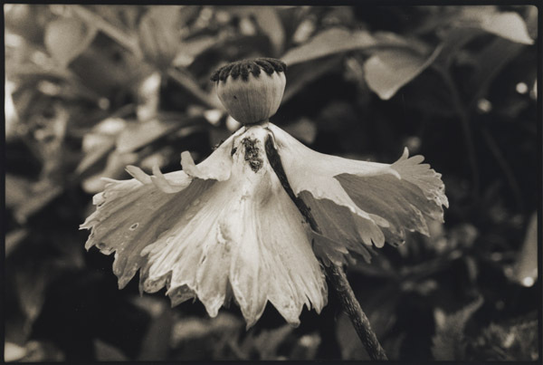 Poppy/Puppet : Portraits from the Garden : Diane Smook Photography: Nature, Dance, Documentary