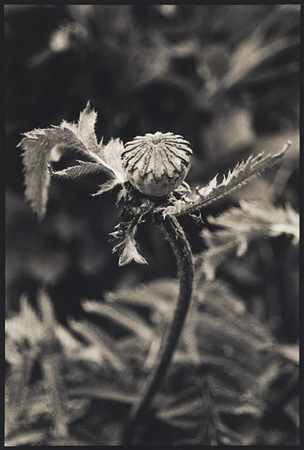 Poppy/Dancer : Portraits from the Garden : Diane Smook Photography: Nature, Dance, Documentary