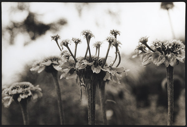 Mutant Coneflowers : Portraits from the Garden : Diane Smook Photography: Nature, Dance, Documentary