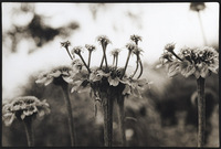 Mutant Coneflowers