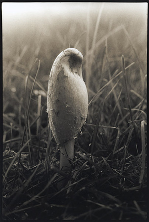 Solitude : Portraits from the Garden : Diane Smook Photography: Nature, Dance, Documentary